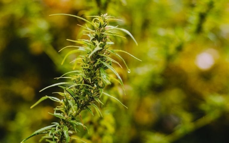 cannabis sativa plant