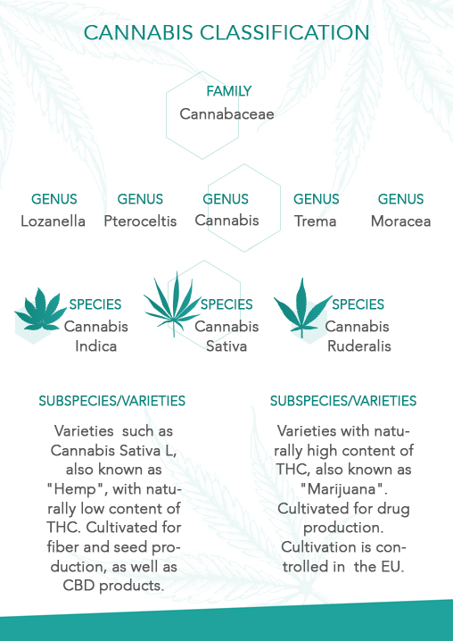 CannabisClassificationMobile