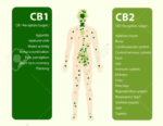 cbd and endocannabinoid system