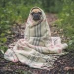 pug in blanket