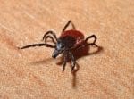 cbd for lyme disease