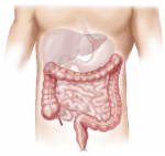 cbd-bowel